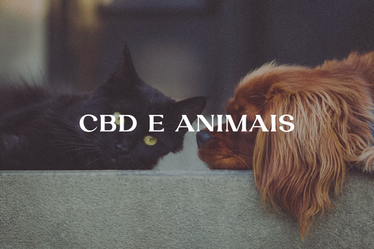 Gato e cão deitados relaxados, representando os benefícios do CBD para  animais de estimação. 