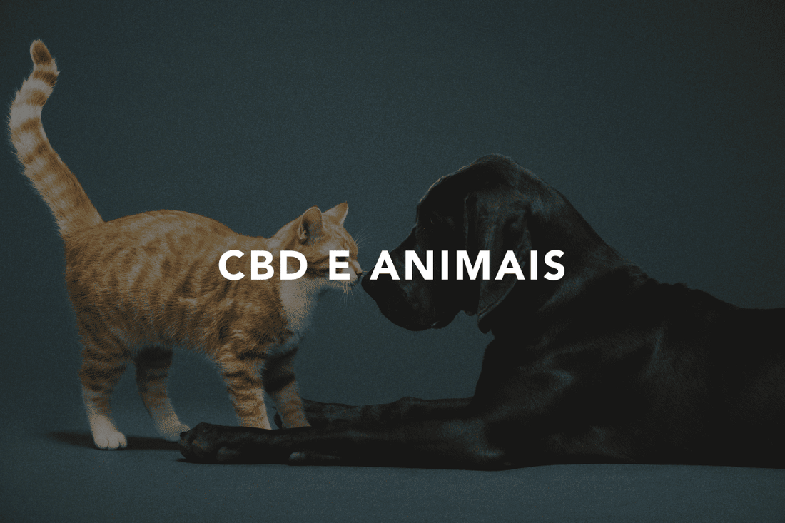 CBD para Animais de Estimação: Benefícios do CBD para a Saúde e Bem-Estar