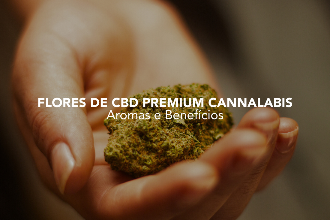Mão de uma mulher a segurar uma flor de CBD no fundo, titulo do altigo: flores de cbd premium cannalabis. Aroma e benefícios